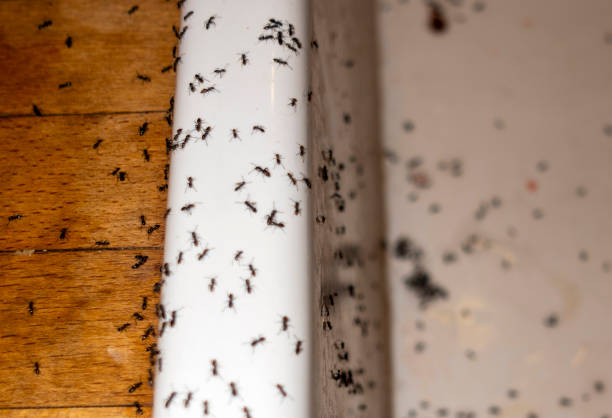Best Wildlife Control Services  in Magnolia, NJ